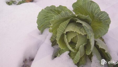 Soğuk Havalarda Bitkileri Korumanın Yolları